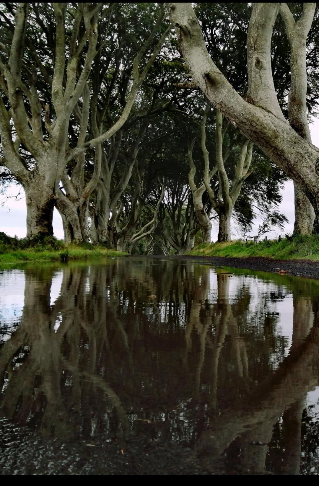 Doughery Den The Dark Hedges Hideaway Armoy Eksteriør bilde